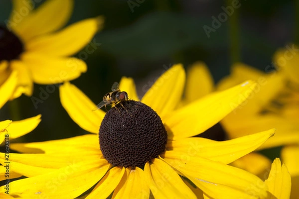 Obraz Daisy and Insect