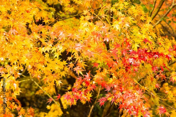 Obraz 紅葉赤黄色