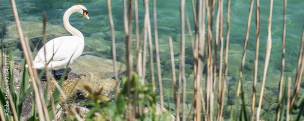 Obraz Swiss Summertime