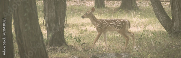 Obraz Deer in the Woods