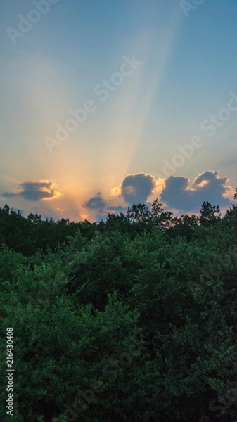 Obraz Sunset over the Treetops