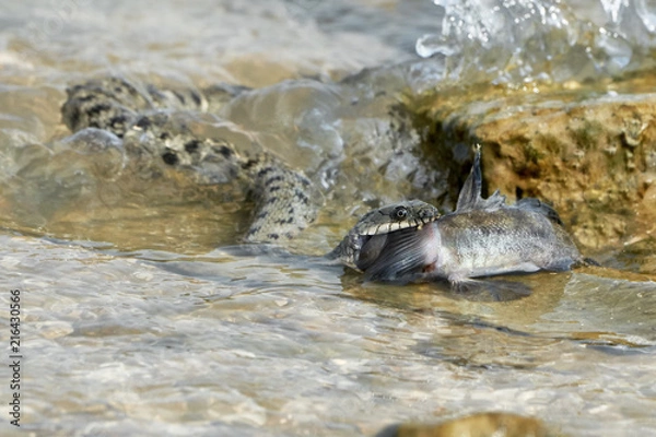 Obraz Water snake swallows fish