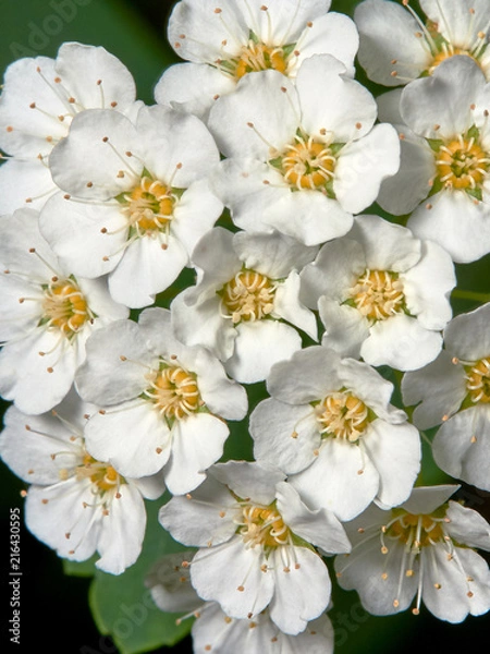 Obraz Vangut's Spirea
