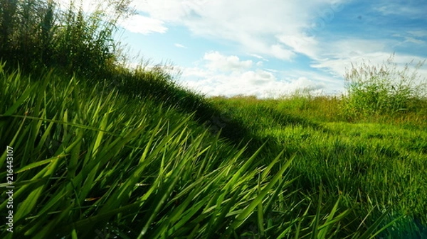 Obraz Grass Wanderer 