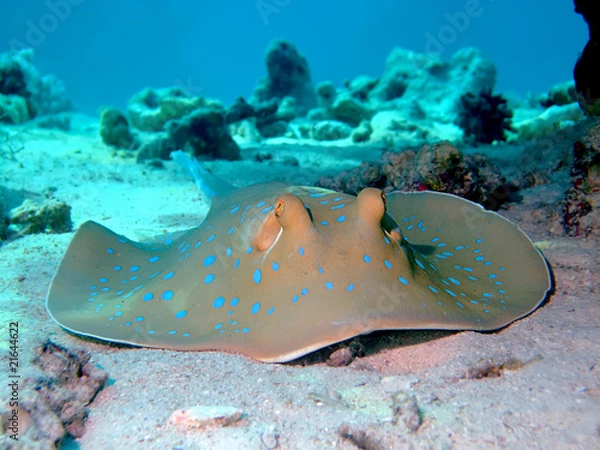 Fototapeta Bluespotted stingray