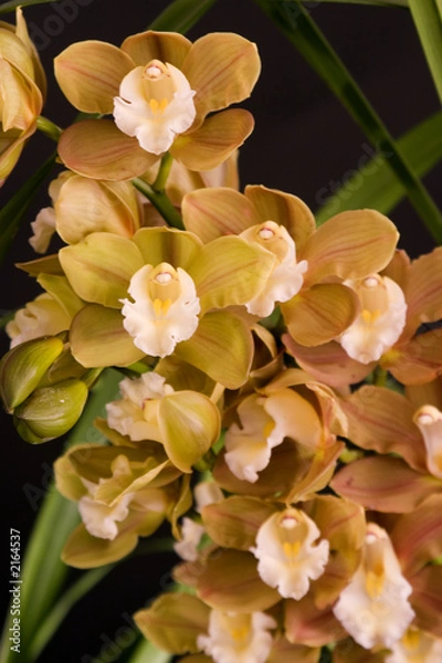 Fototapeta orchids in bloom