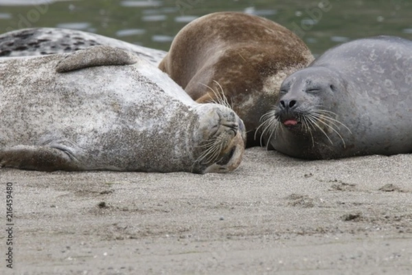 Obraz California sea lions and northern elephant seals are seen on Sonoma's Pacific Coast, but Jenner's rookery attracts mostly Pacific harbor seals. Each spring a large sand spit builds up in Jenner