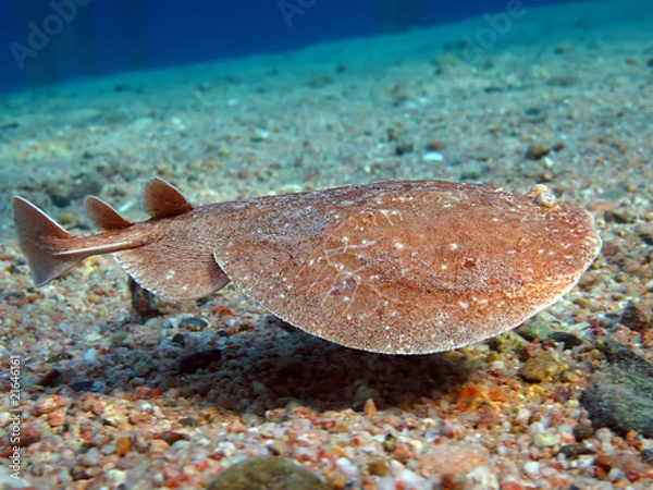 Obraz Torpedo ray