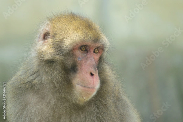 Fototapeta ニホンザル