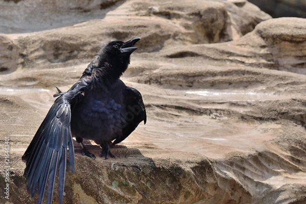 Obraz カラス