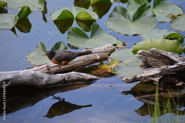 Obraz Robin Landing Nymph Lake