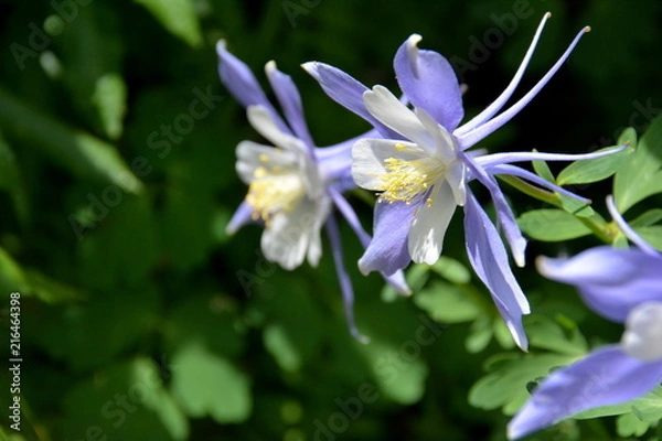 Obraz Columbine 6