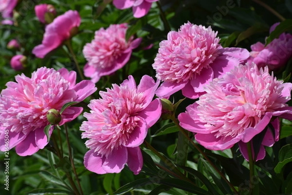 Fototapeta Pink Flowers