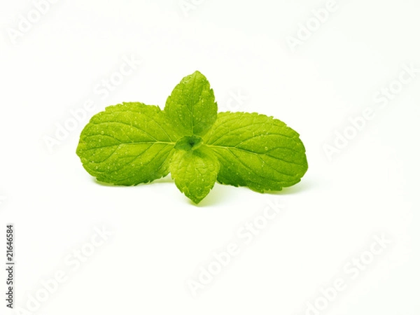 Obraz Miętowy front