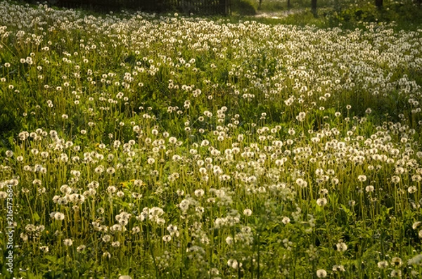 Fototapeta Low angle shot of cute lawn full of blowballs in backlight. Taken at sunny spring evening at Carpathian mountains, Ukraine. Natural background. Spring or summer concept. Warm and carelessness feel.
