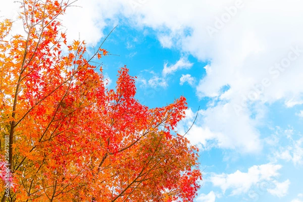 Obraz 紅葉のグラデーション 2