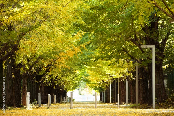 Obraz 東京・駒場東大のイチョウ並木