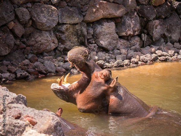 Fototapeta Flusspferd