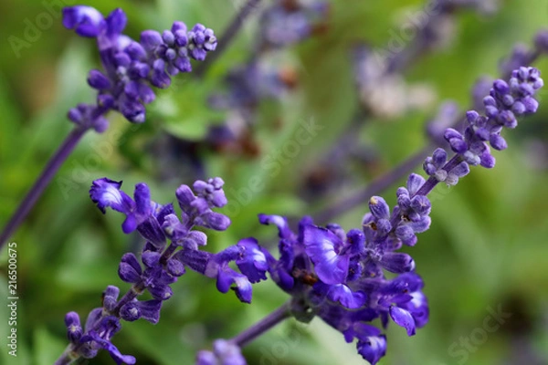 Obraz Salvia farinacea x longispicata 'Mystic Spires' with blue violet flowers