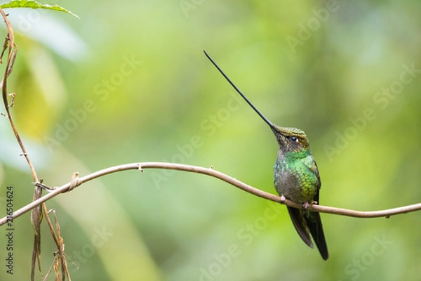 Obraz Colibri, colibrì becco a spada posati su rami in Ecuador, Ensifera ensifera
