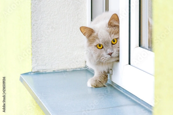 Obraz A gray cat looking out of the window. Cat in a window on a window sill. Looking around the home sweetheart