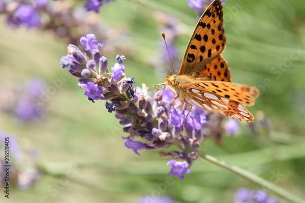 Obraz Süßer Lavendel