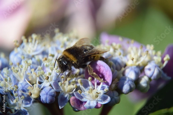 Obraz Fleißige Hummel
