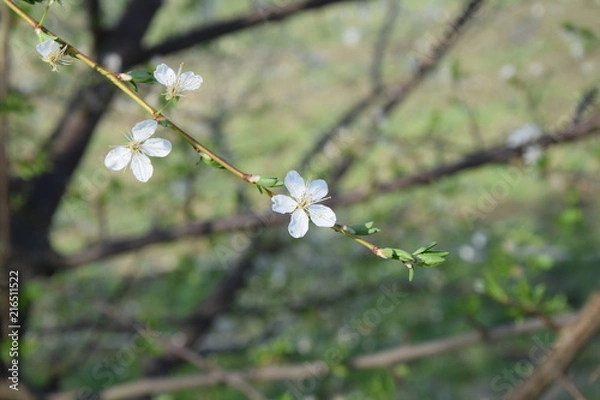 Obraz Filigraner Zweig