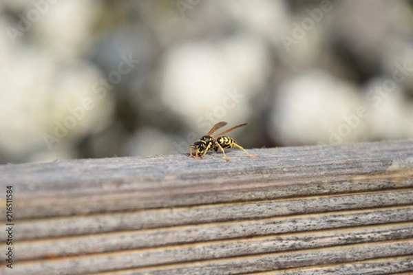 Obraz Wespe am Zaun