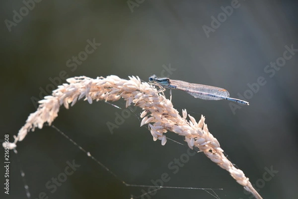 Obraz Ein wenig Ruhe