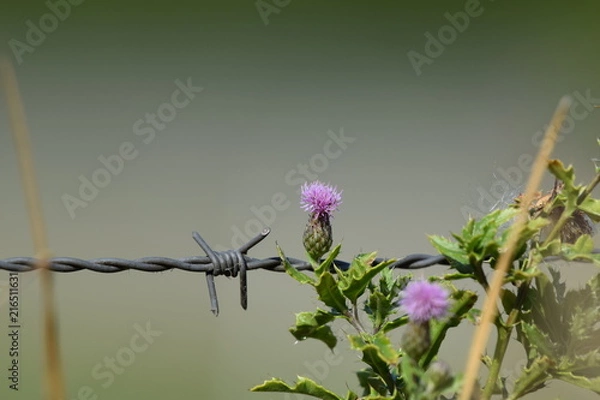 Obraz Die kleinen Dinge
