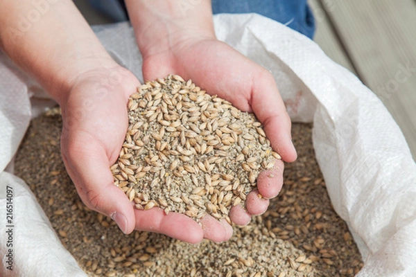 Obraz Ręka pełna karmy dla kurczaków