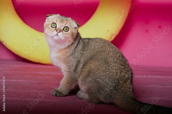 Fototapeta Scottish kitten posing Summer Photo