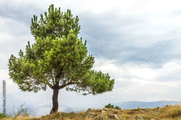 Obraz Tree alone on a cliff with cloud background