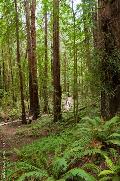 Obraz Wood forest tree