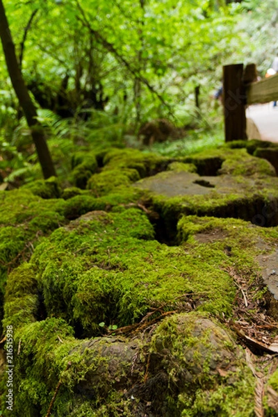 Obraz Wood forest tree