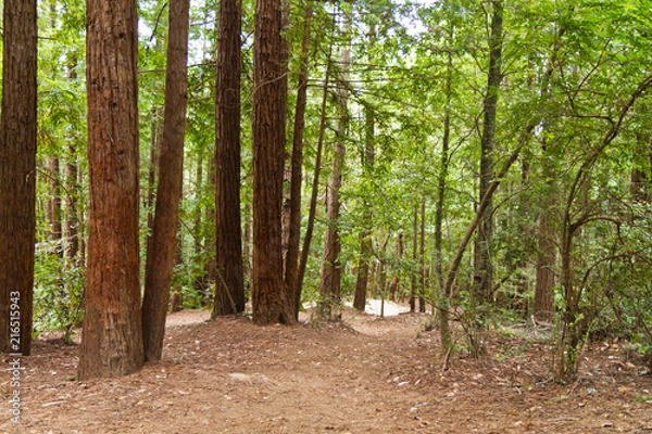 Obraz Wood forest tree