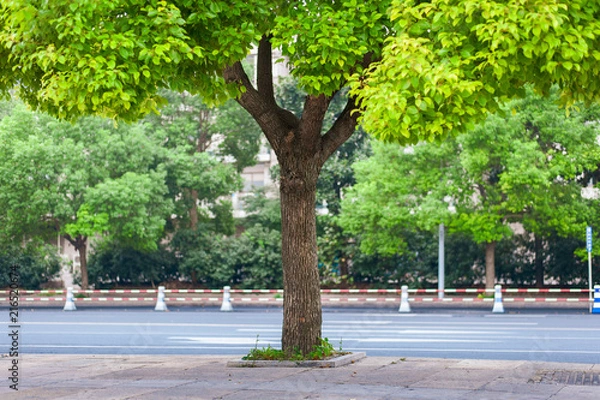 Fototapeta One camphor tree  in the city