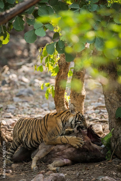 Fototapeta A tiger cub on kill of sambar