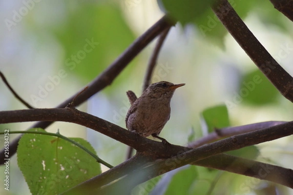 Obraz Kleiner König