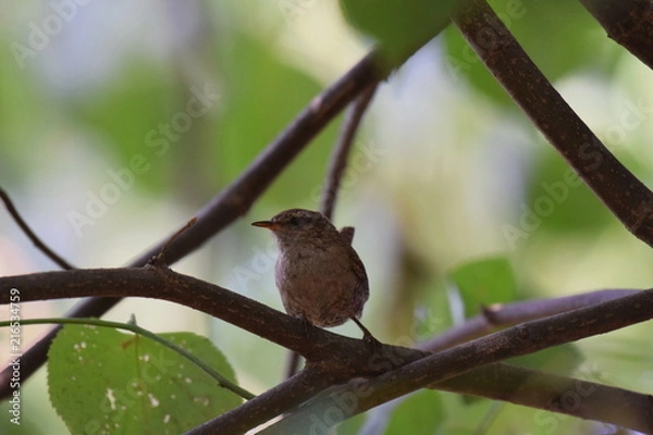 Obraz König des Zauns