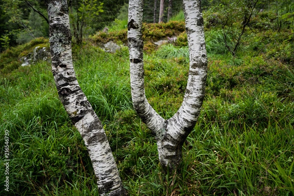 Obraz The letters IY by trees