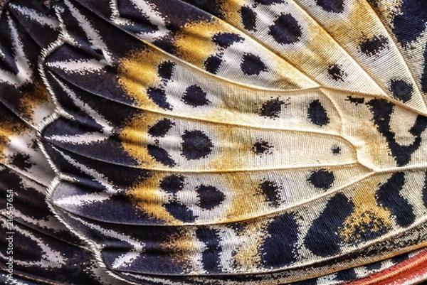 Fototapeta Closeup The Leopard Lacewing (Cethosia cyane euanthes Fruhstorfer)wing, butterfly wing detail texture background