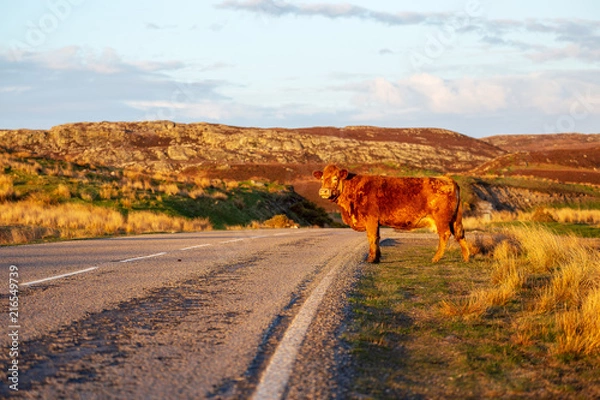 Fototapeta Scottish cattle in the highlands