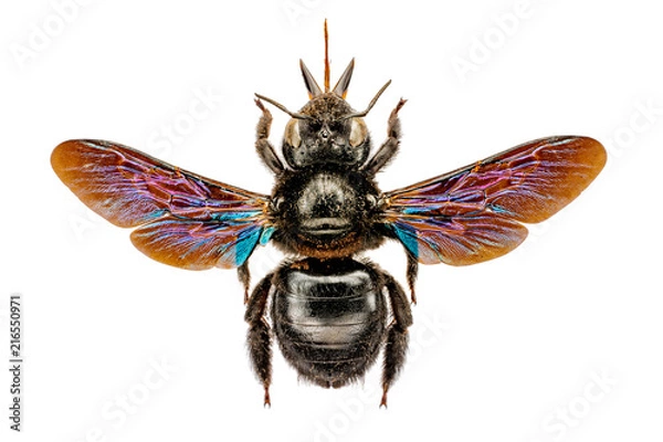 Obraz Xylocopa violacea on white background