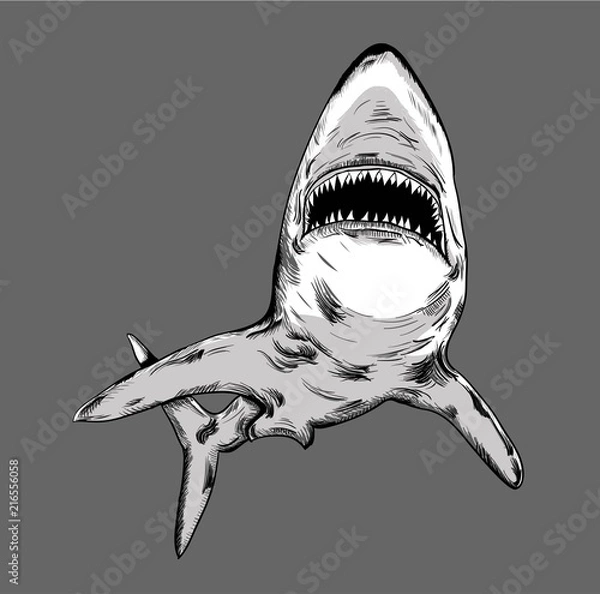 Obraz Shark in circle. abstract drawing. vector illustration.