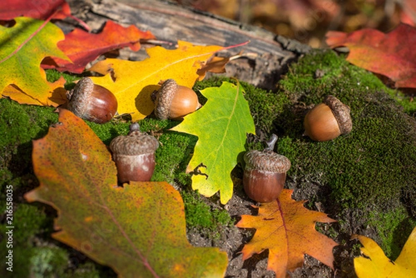 Obraz Oak acorns