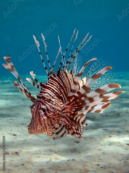Obraz Lionfish