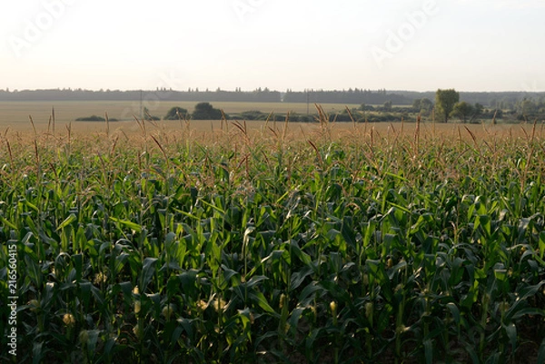 Obraz field corn