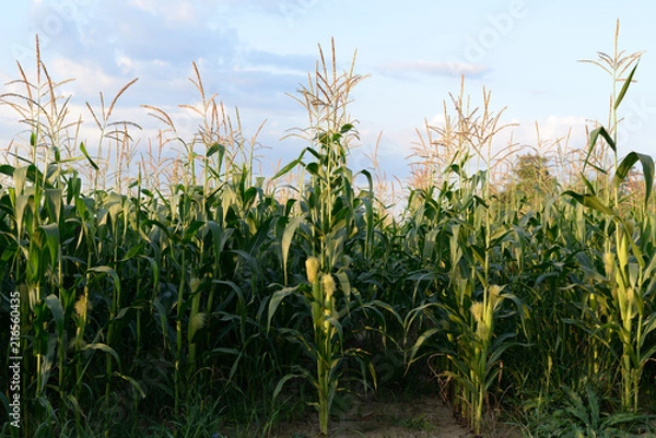 Obraz field corn